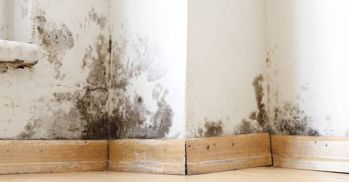 A corner of a room with white walls has black spots that stem from the base boards, showing signs of mold.