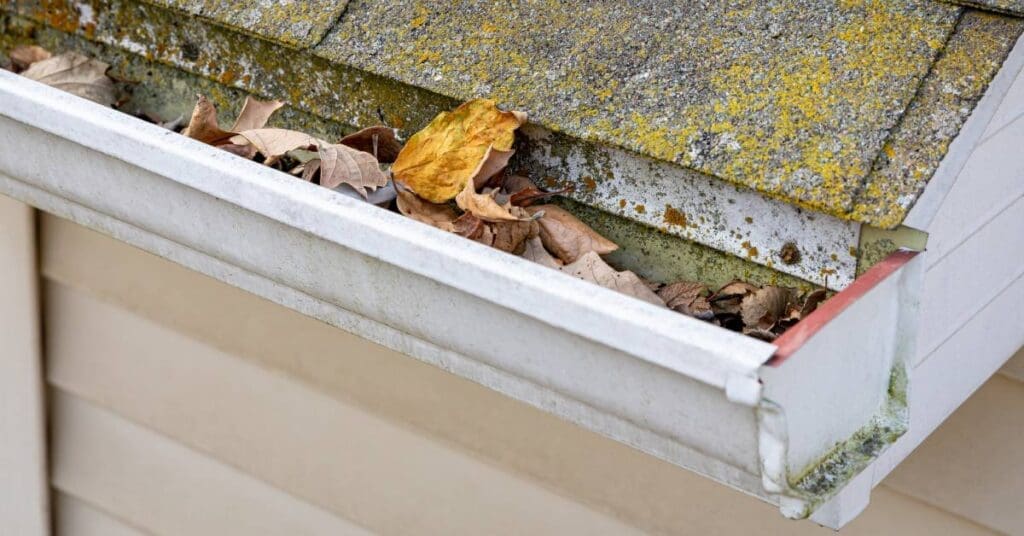 A roof and gutter system filled with leaves. The asphalt shingles of the roof show signs of mold growth as they turn green.