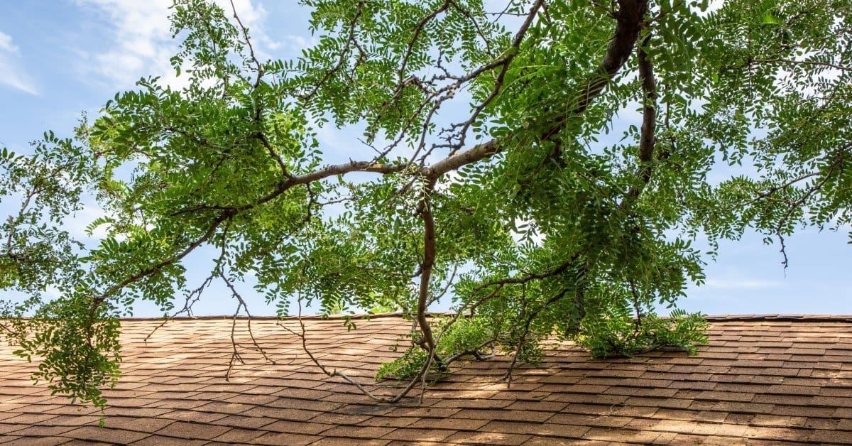 A large tree branch with green foliage touches tan asphalt shingles with a pale blue sky visible behind the roofline.