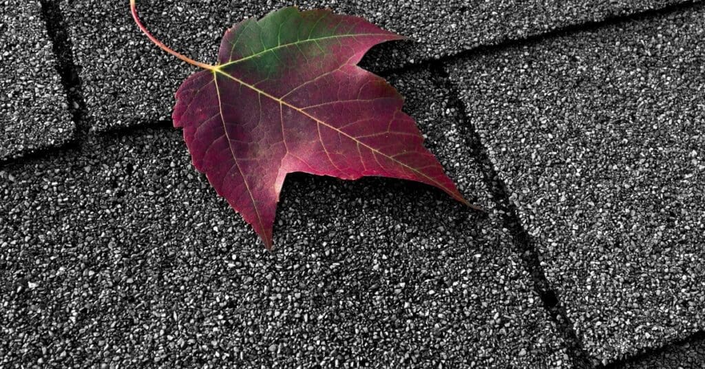 A magenta maple leaf resting on charcoal gray asphalt shingles. The shingles show flecks of black, gray, and white.