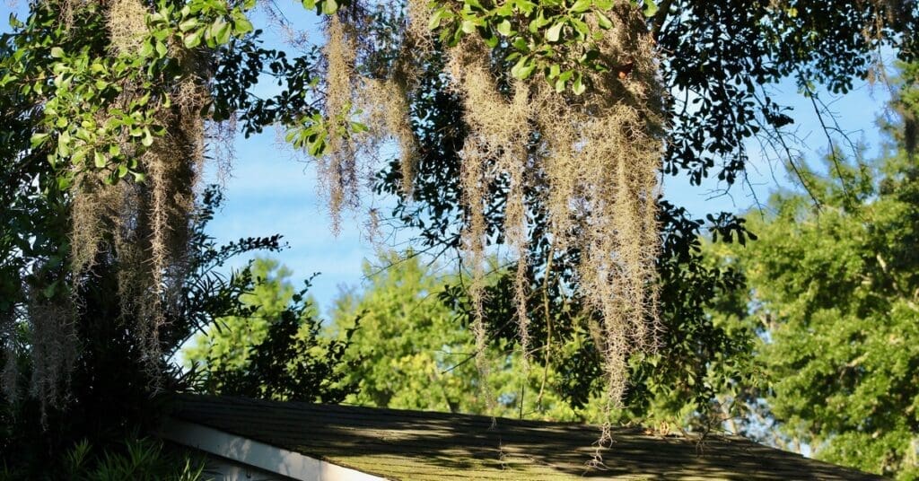 A tree's branches droop over a roof creating multiple shaded areas. The roof has green patches of moss growing all over it