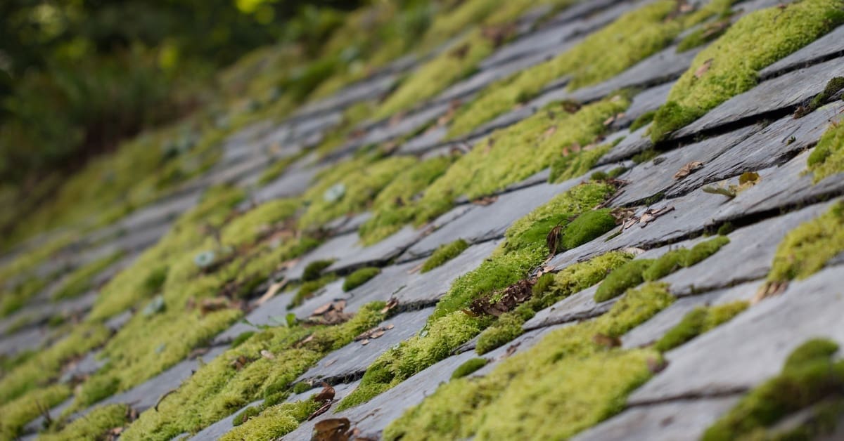 A close-up view of a residential roof has leaves scattered on it and green moss patches growing all over it.